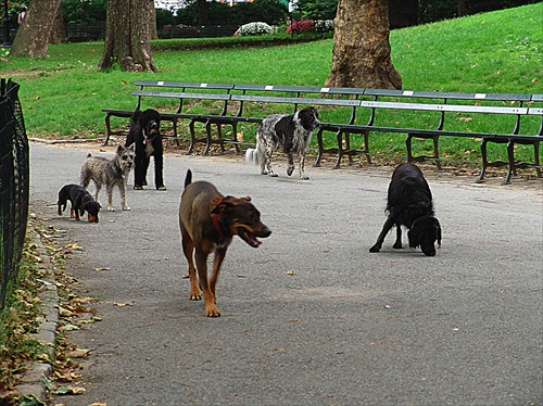 Změs psů v Central Parku New York