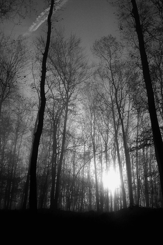 Tajomný les II