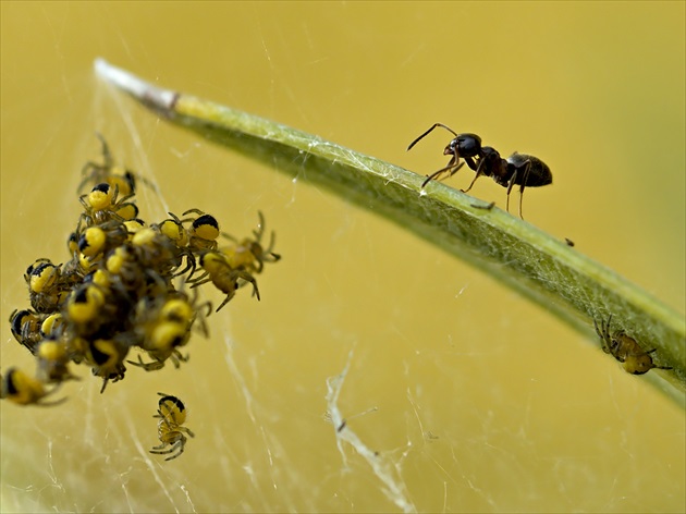 Pavúkovce verzus mravec