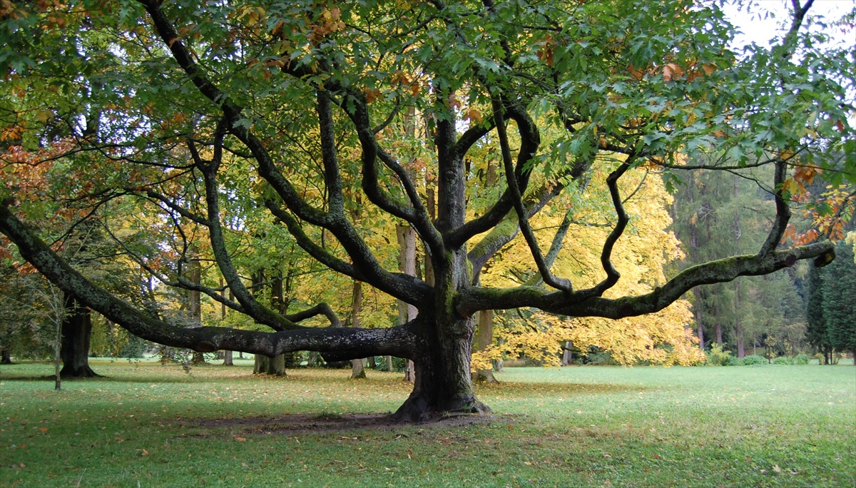 Fotogenický strom
