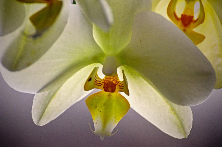 Lenkina orchidea.