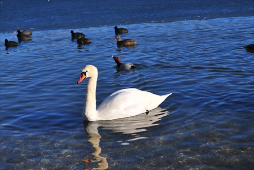 Veľký Draždiak