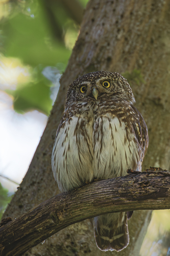 🦉