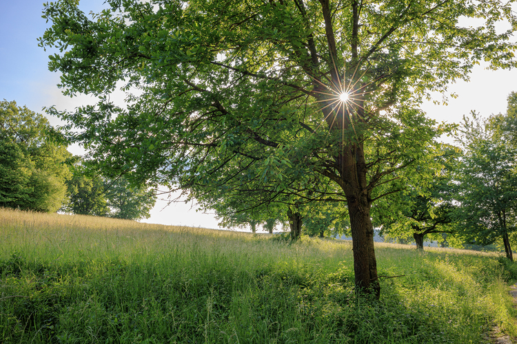 🌳☀️