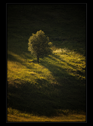 🌳