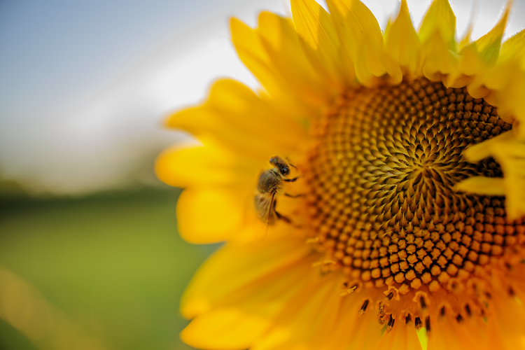 🪰🌻
