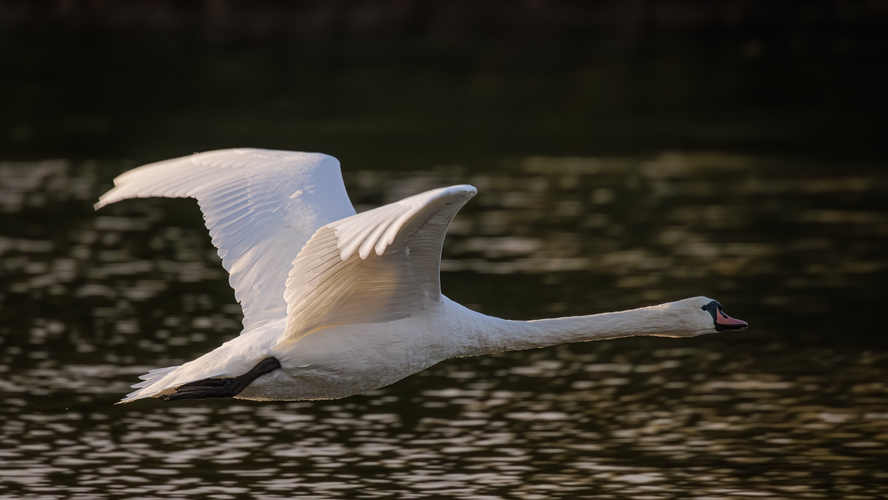 🦢