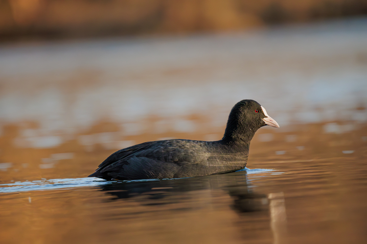 Lochnesská príšerka. 