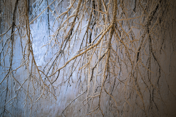 Yasuaki Onishi - Crystallized Silence