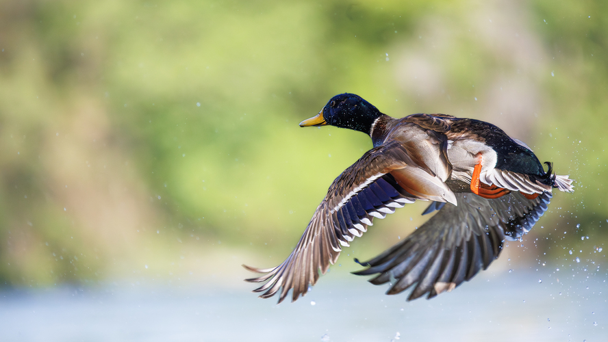 🦆