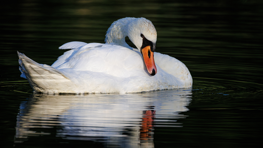 🦢