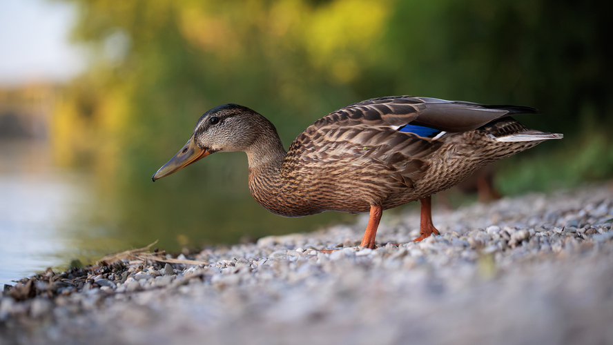 🦆