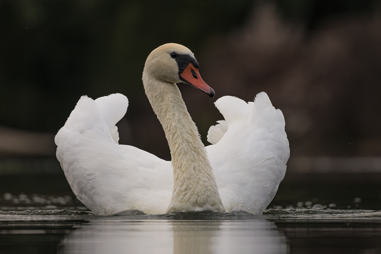 🦢