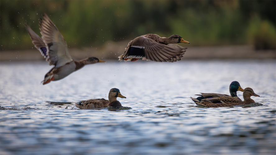 🦆
