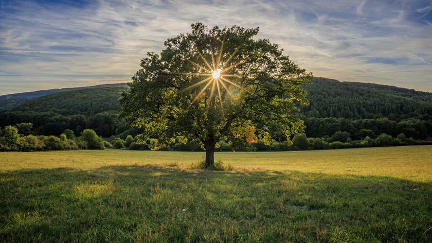 🌳☀️