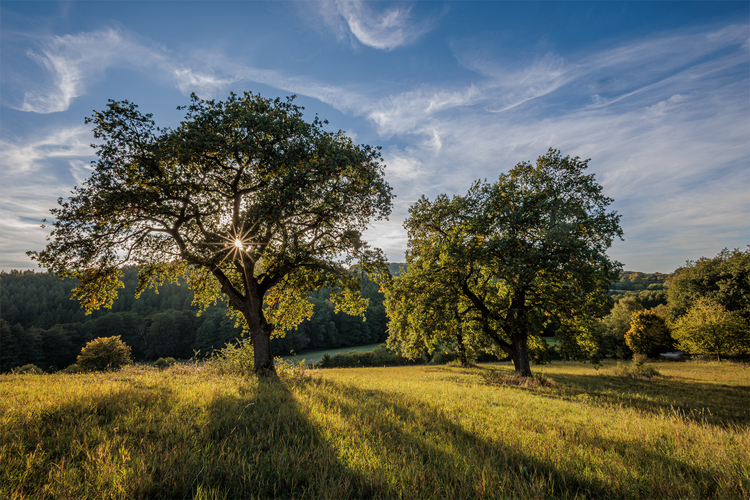 🌳☀️