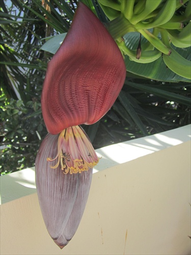 Banánový kvet