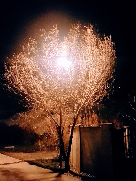 svetlo v strome
