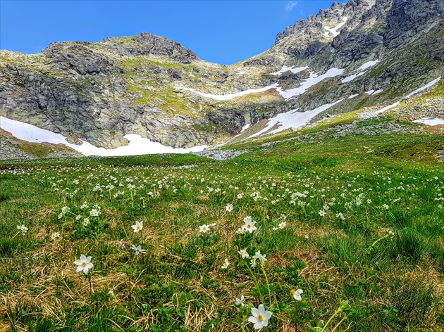 Tatranské kvety