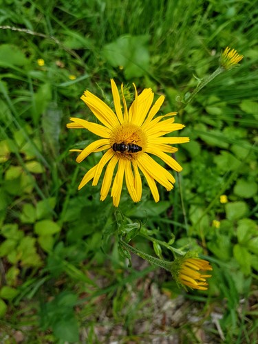Kvet a hmyz