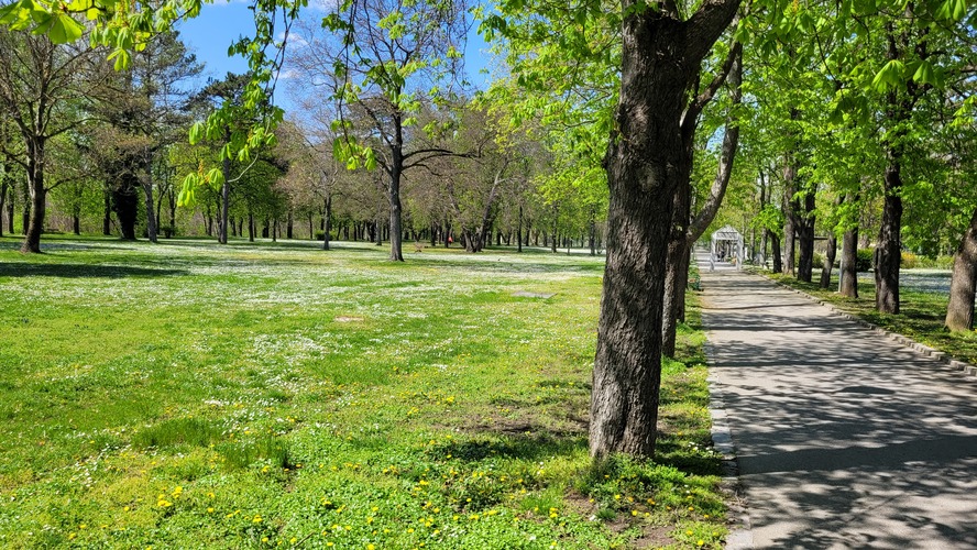 Sedmokrásky v parku