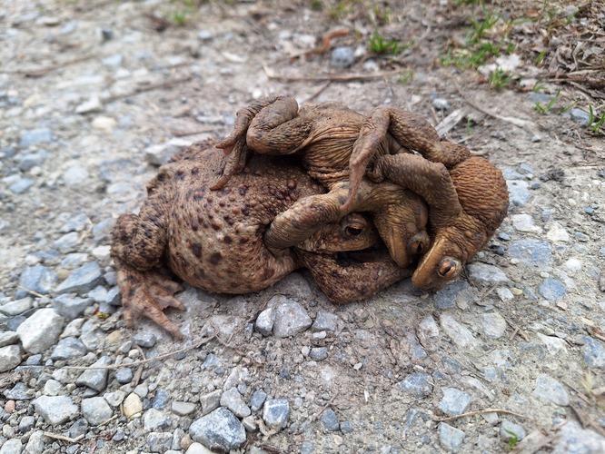 Malá kopa pýta viac