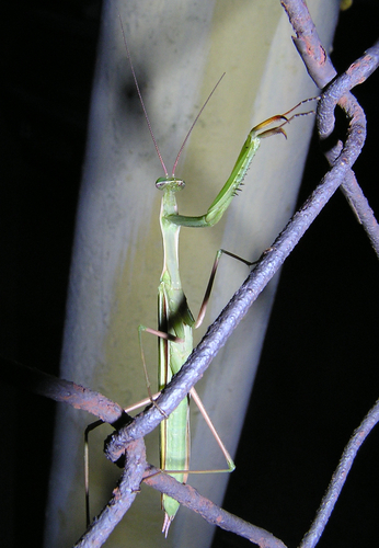 Modlivka v Košiciach v roku 2017
