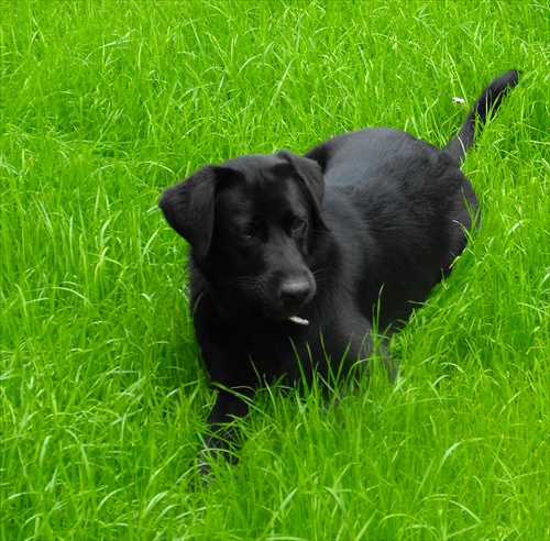 Labrador v tráve....