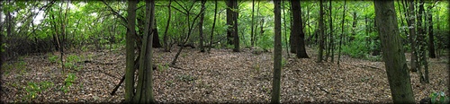 Forest PANORAMA...