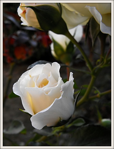 Biela ružička...