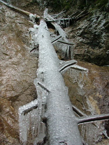zamrznuty strom