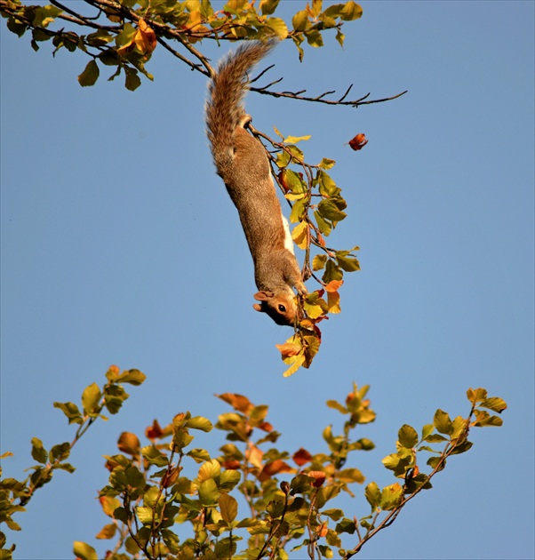 kde je ten oriešok???