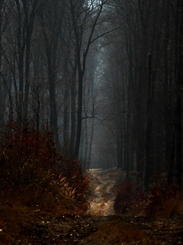v tmavom lese