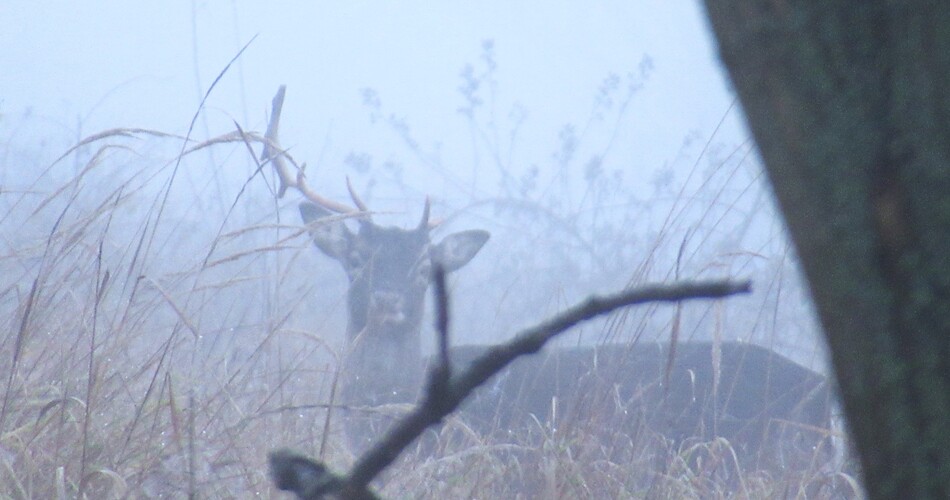 jednorožec v rannej hmle