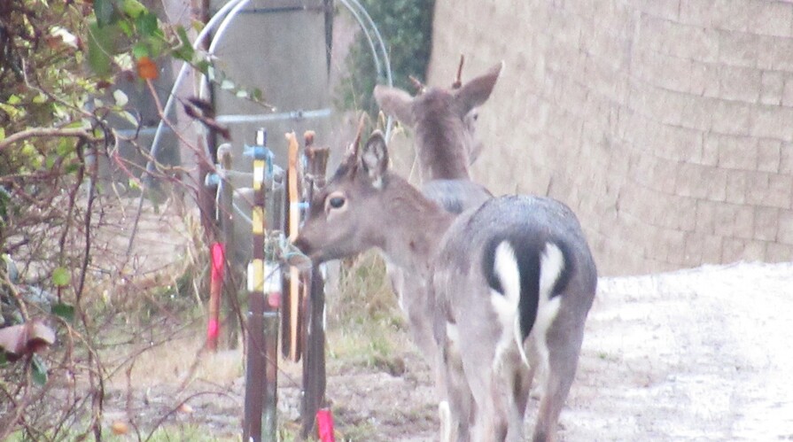 inšpektori v záhradkárskej osade