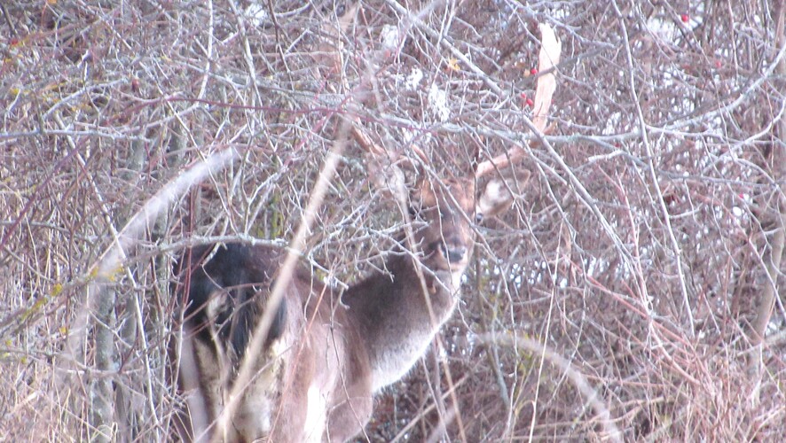v húštinách hlavného mesta
