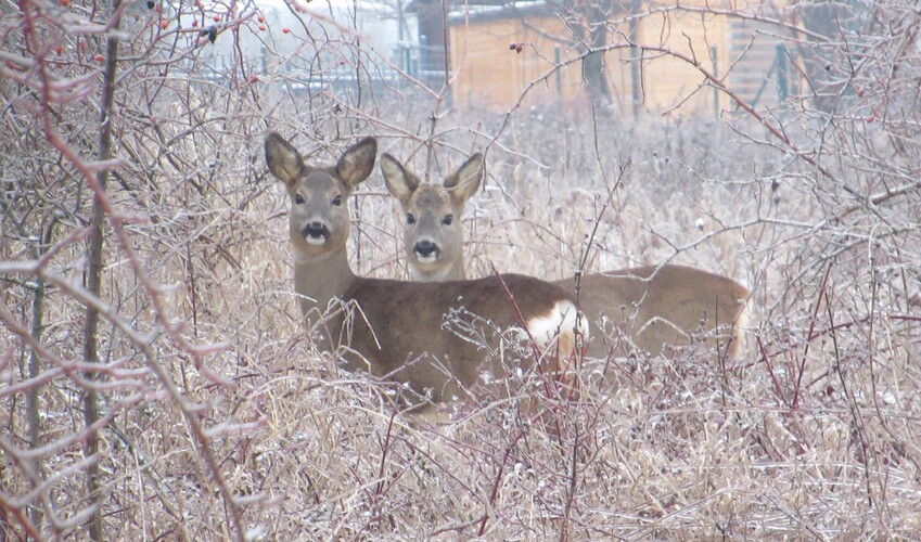 sprievod na ceste do práce