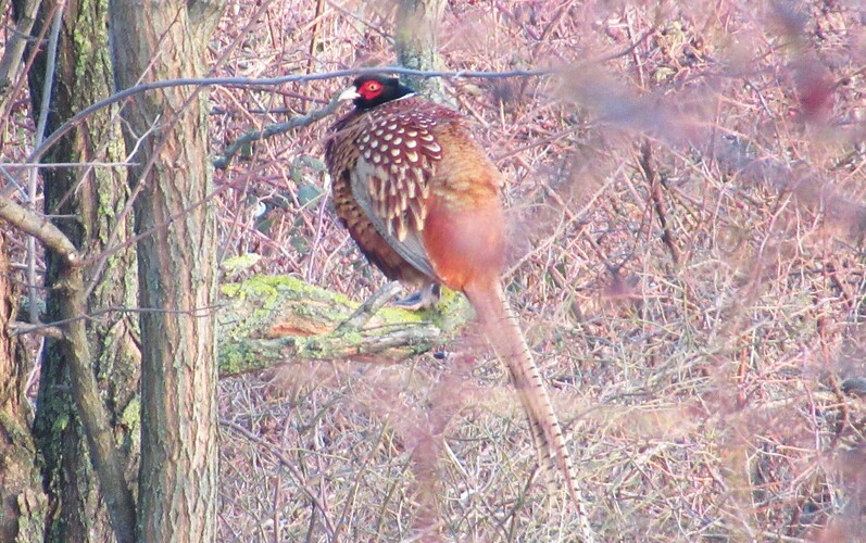 keď je ľad a zima na zemi