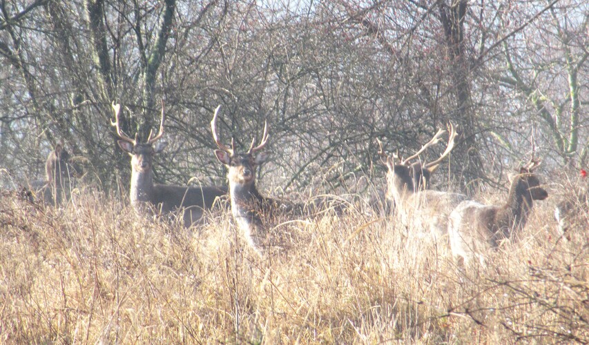"zoologická záhrada" - Rača - Staré Vinohrady