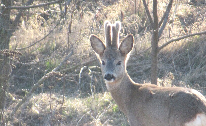 ranné slniečko-zdroj energie pre nové parôžky