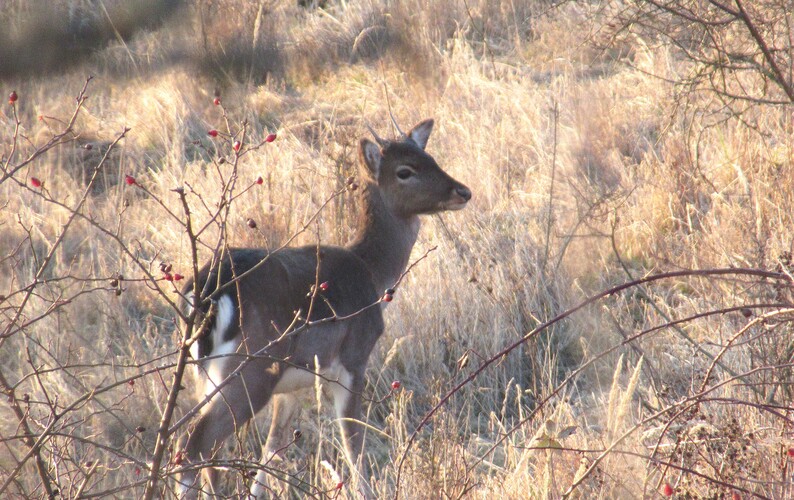 nová generácia vinohradníckych danielov