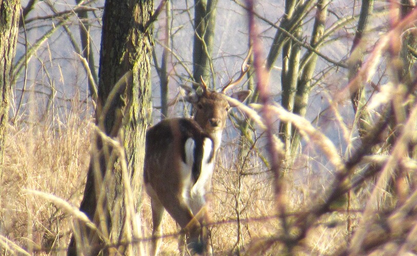 spätný pohľad jednorožca