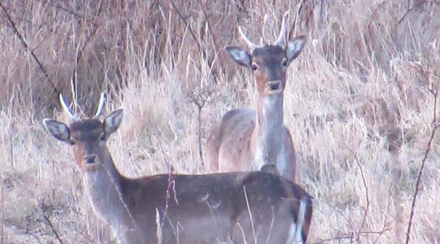 "snídaňe v trávě"