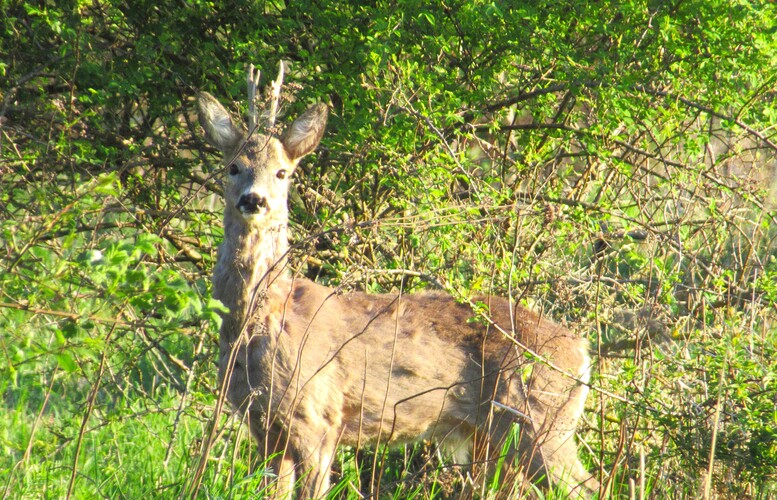 ešte v zimnom kabáte