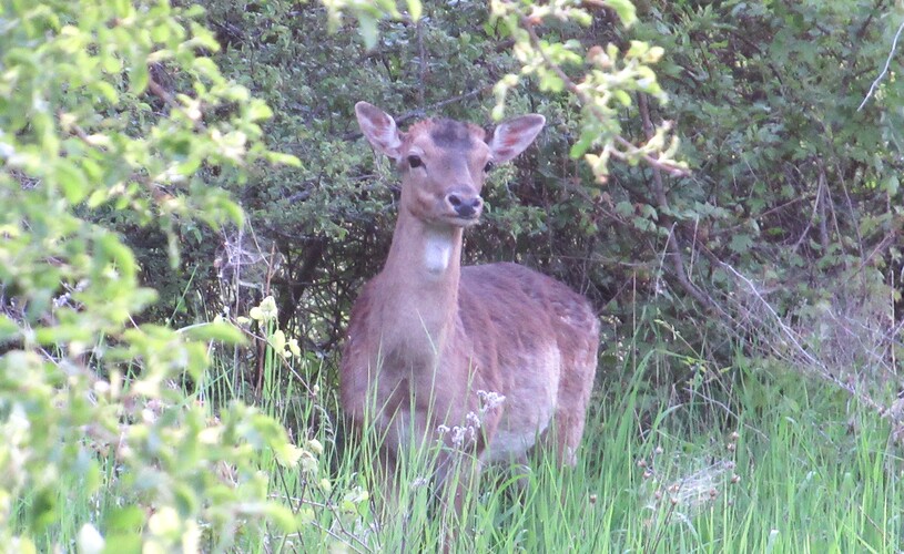 daniel-dočasne bez ozdoby na hlave