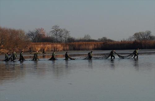 Rybárska "žatva"  I