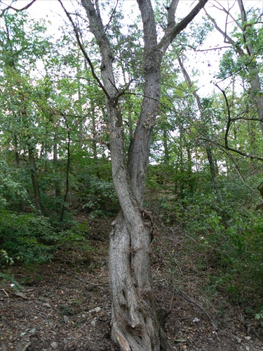 Odrastený bonsaj