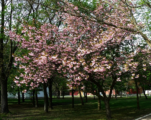 Najkrajšie obdobie v parku