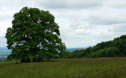 Solitér