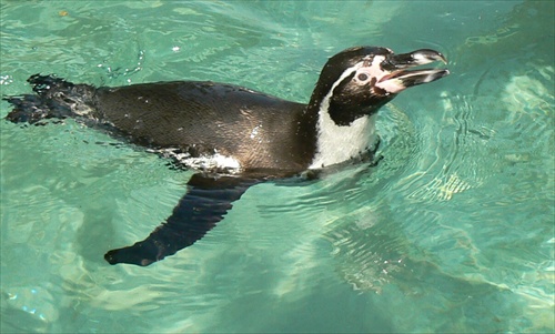 Prví tučniaci na Slovensku IV